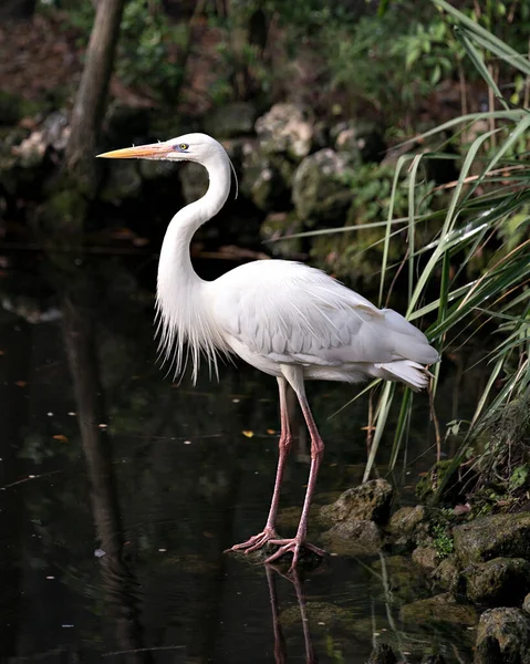 White Heron Bird Standing Rock Moss Water Foliage Background Exposing — Stock Photo, Image