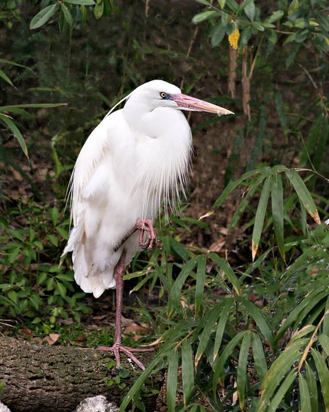 白鹭鸟特写图片站在木头上 展示它的白色羽毛 长脖子 长长的腿 周围有树叶背景 — 图库照片