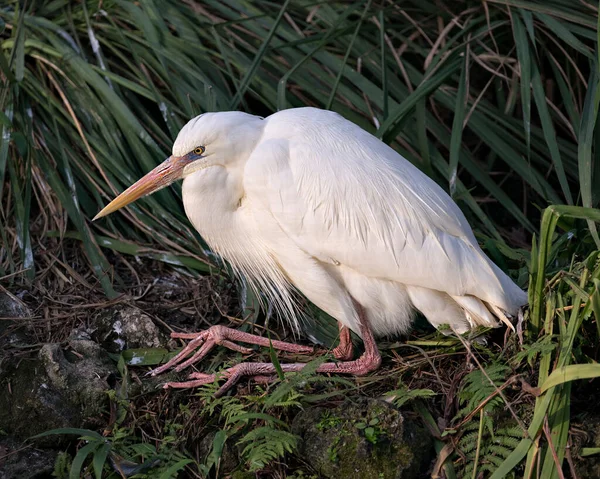 Beyaz Balıkçıl Kuşu Yakından Profil Görüntüsü Kaya Yaprakların Üzerinde Dinleniyor — Stok fotoğraf