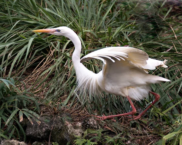 White Reiher Vogel Nahaufnahme Profil Ansicht Mit Laub Hintergrund Seiner — Stockfoto