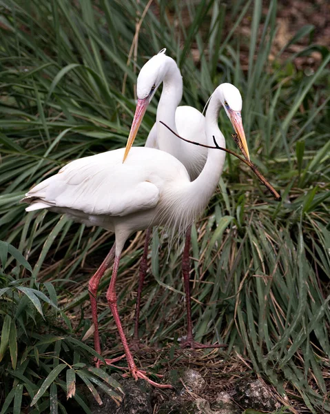 Weißreiher Vogelpaar Interagiert Mit Einer Nahaufnahme Profilansicht Die Weißes Gefieder — Stockfoto