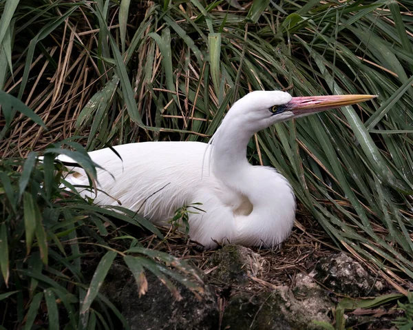 Weißer Reiher Vogel Nahaufnahme Profil Ansicht Ruht Mit Einem Laubhintergrund — Stockfoto