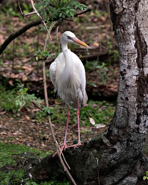 White Heron Pasăre Aproape Profil Vedere Picioare Copac Fundal Frunziș — Fotografie, imagine de stoc