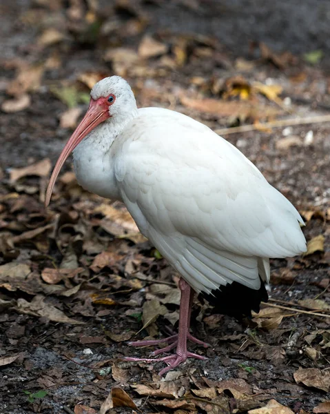 Fehér Ibis Madár Áll Földön Megjelenítve Hosszú Csőr Fehér Tollazat — Stock Fotó