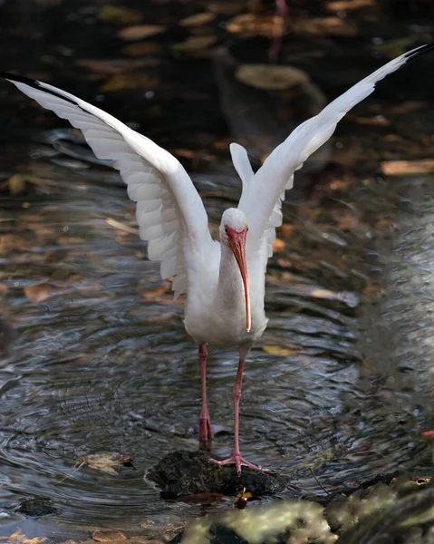 Weißer Ibis Vogel Nahaufnahme Profil Blick Mit Ausgebreiteten Flügeln Mit — Stockfoto