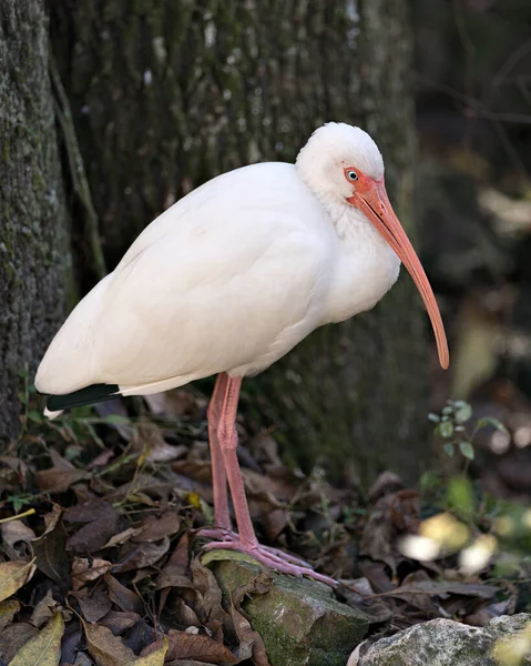 Vue Profil Rapprochée Oiseau Ibis Blanc Debout Sur Rocher Avec — Photo