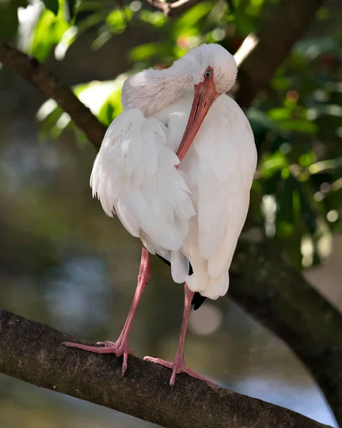 White Ibis Vogel Nahaufnahme Profil Ansicht Hockt Mit Bokeh Hintergrund — Stockfoto