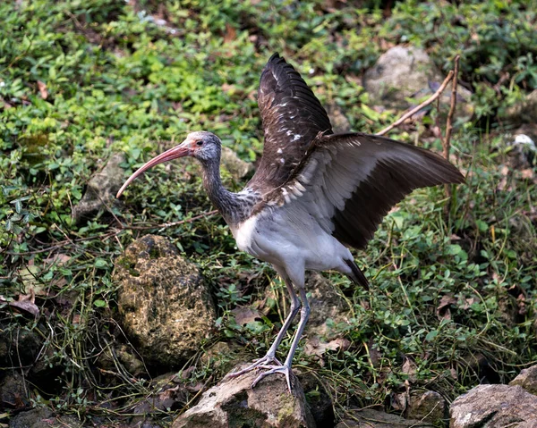 White Ibis Jungvogel Nahaufnahme Profil Ansicht Mit Laub Hintergrund Zeigt — Stockfoto