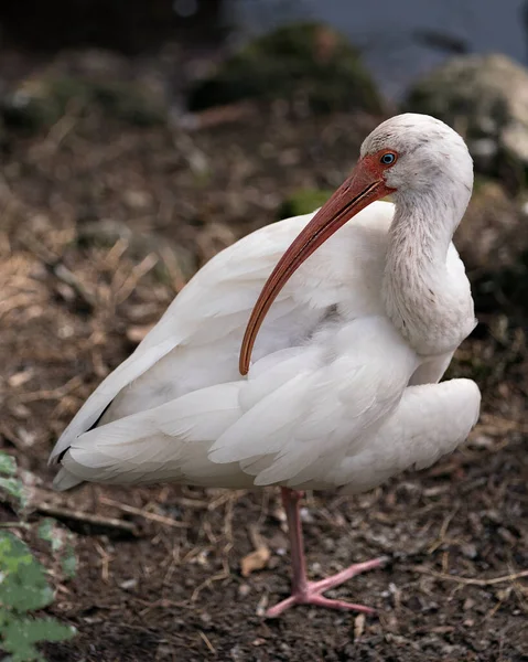 White Ibis Vogel Nahaufnahme Profil Ansicht Wasser Mit Einem Bokeh — Stockfoto