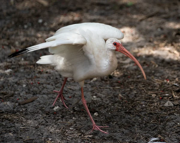 Ibis Bianco Vista Profilo Close Uccello Camminare Con Ali Spiegate — Foto Stock