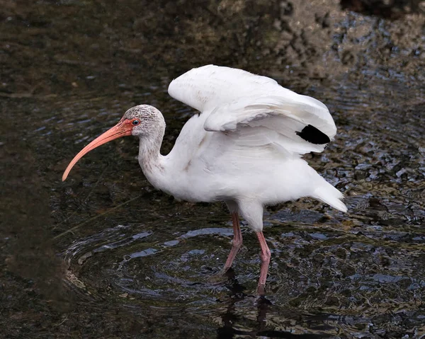 Weißer Ibis Vogel Nahaufnahme Profil Ansicht Steht Wasser Und Legt — Stockfoto