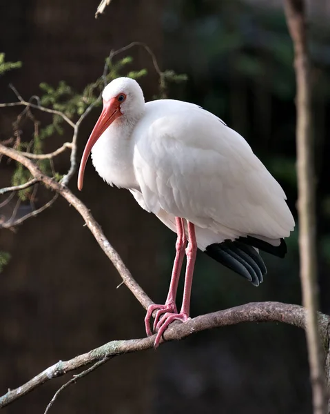 White Ibis Vogel Nahaufnahme Profil Ansicht Hockt Auf Einem Ast — Stockfoto