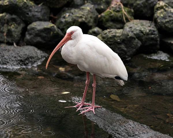 White Ibis Vogel Nahaufnahme Profil Ansicht Wasser Mit Felsen Und — Stockfoto