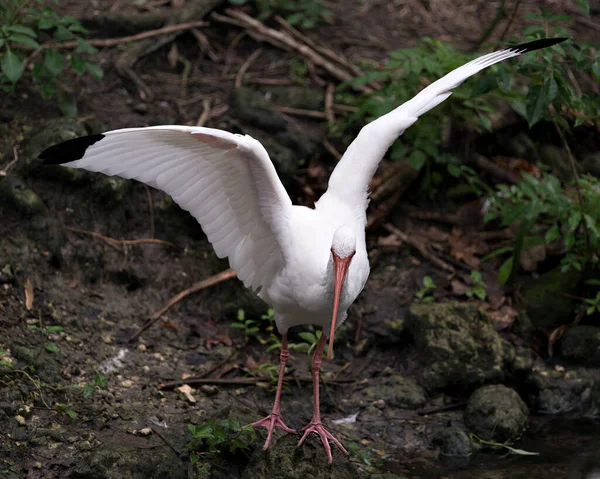 Белый Ibis Птица Крупным Планом Вид Расправленными Крыльями Камнями Мохом — стоковое фото