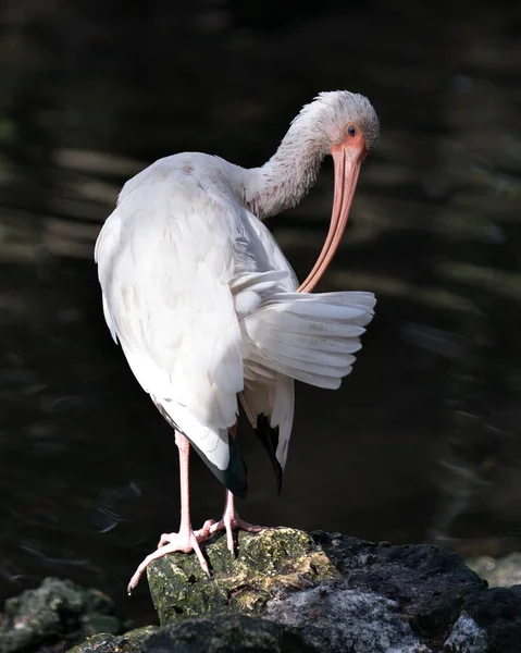 White Ibis Vogel Nahaufnahme Profilbild Wasser Mit Bokeh Hintergrund Reinigung — Stockfoto