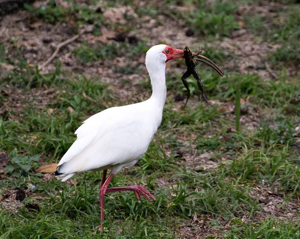 Pohled Ptačího Profilu Bílé Ibis Žábou Zobáku Bílým Květinovým Pozadím — Stock fotografie