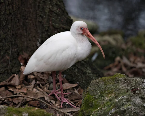 White Ibis Vogel Nahaufnahme Profil Ansicht Wasser Mit Bokeh Hintergrund — Stockfoto