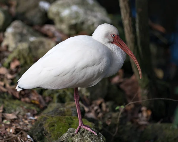 White Ibis Vogel Nahaufnahme Profil Ansicht Steht Auf Einem Felsen — Stockfoto