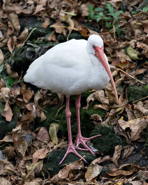 Biały Ibis Ptak Zbliżenie Profil Widok Stojący Skale Mech Wyświetlające — Zdjęcie stockowe