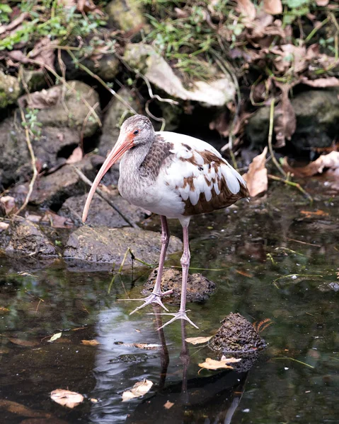 Biały Ibis Młodociany Ptak Zbliżenie Profil Widok Nad Wodą Bokeh — Zdjęcie stockowe