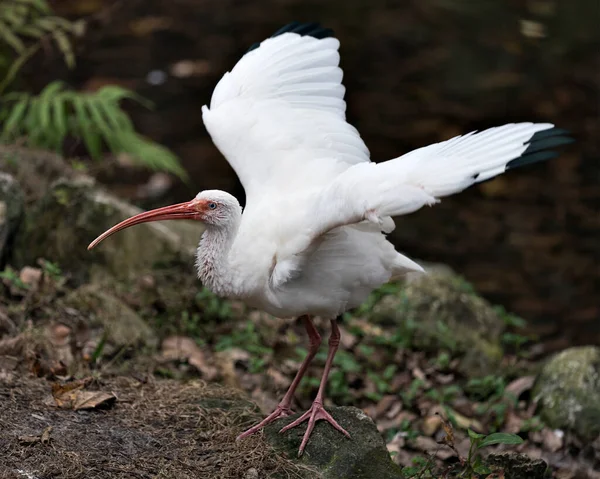 White Ibis Vogel Nahaufnahme Profil Ansicht Mit Unscharfem Hintergrund Mit — Stockfoto
