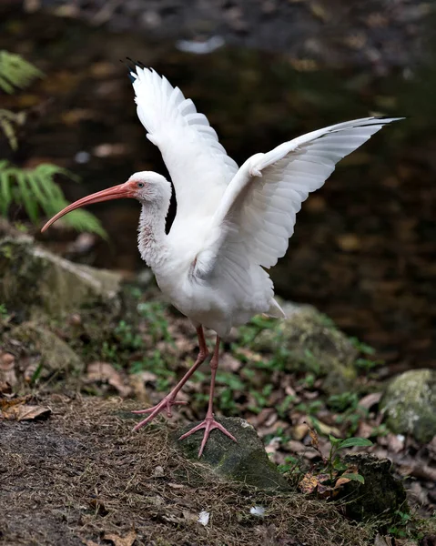 White Ibis Vogel Nahaufnahme Profil Ansicht Mit Unscharfem Hintergrund Mit — Stockfoto