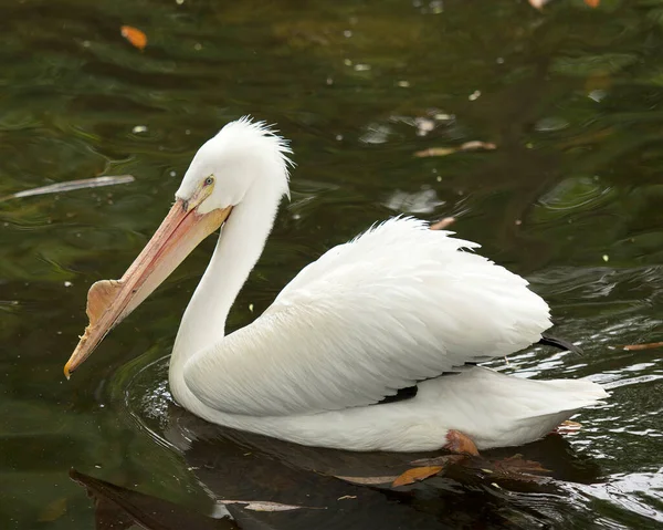 Weißpelikanvogel Wasser Mit Wunderschönem Federkleid Langem Schnabel Auge Hals Füßen — Stockfoto