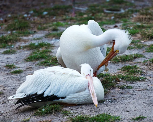 Weiße Pelikanvögel Nahaufnahme Profil Ansicht Mit Laub Hintergrund Zeigt Weiße — Stockfoto