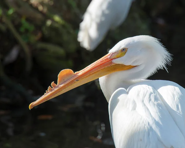 White Pelican Vogelkopf Nahaufnahme Profil Ansicht Mit Weißen Federn Körper — Stockfoto