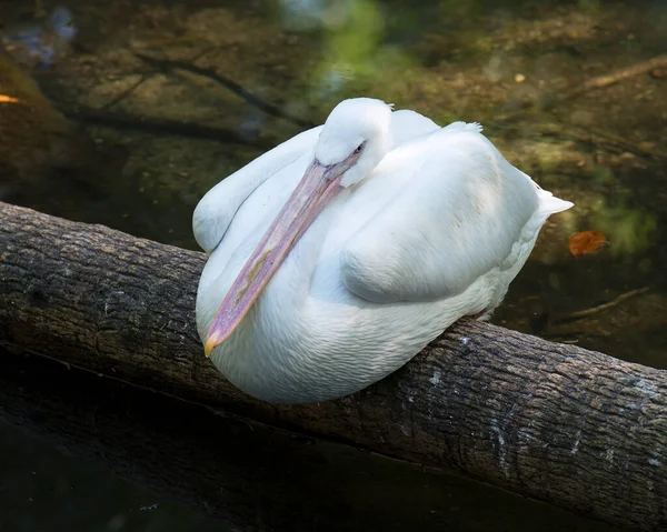 White Pelican Vogel Nahaufnahme Profil Ansicht Mit Bokeh Hintergrund Zeigt — Stockfoto