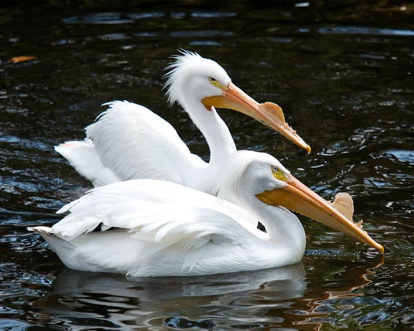 White Pelican Vögel Nahaufnahme Profil Ansicht Wasser Zeigt Schöne Weiße — Stockfoto