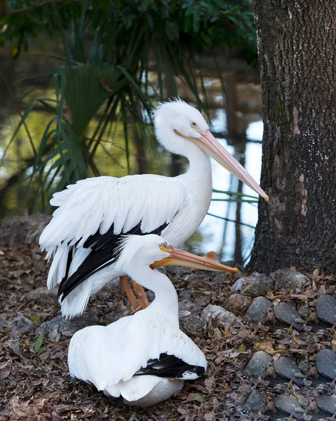 Weißpelikanvögel Aus Nächster Nähe Wasser Mit Schönen Weißen Federn Flauschigen — Stockfoto