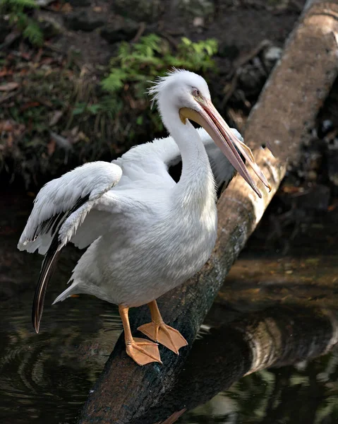 Branco Pelicano Pássaro Close Perfil Vista Log Com Rocha Fundo — Fotografia de Stock