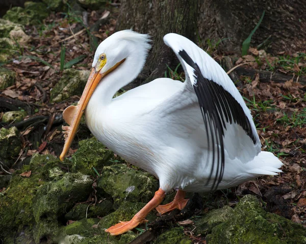 White Pelican Vogel Nahaufnahme Profil Ansicht Mit Schönen Weißen Federn — Stockfoto