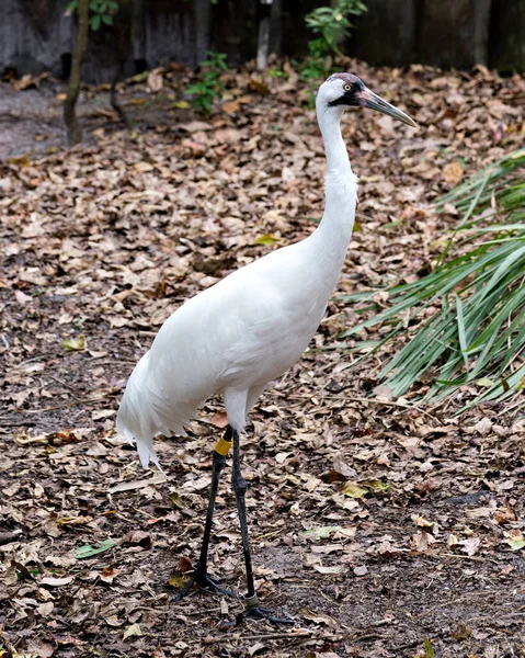 Grue Blanche Vue Profil Rapprochée Oiseau Debout Dans Eau Dans — Photo