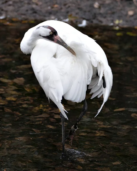 呼呼的鹤鸟特写站在水面上 高高地清洁翅膀 周围和周围环境中都有白色的羽毛 — 图库照片