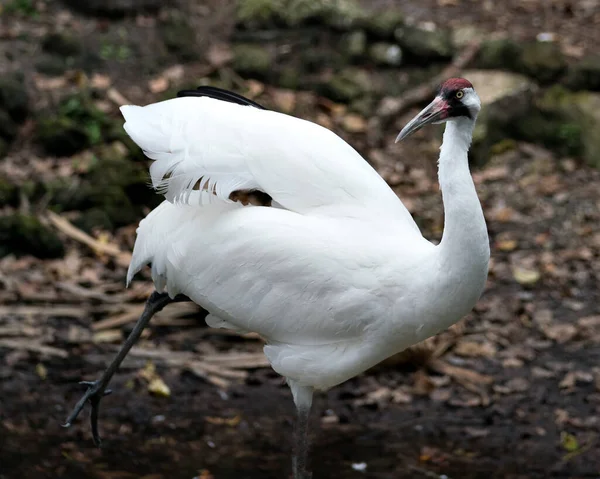 Whooping Kraanvogel Close Profiel Zicht Staan Hoog Met Een Wazige — Stockfoto