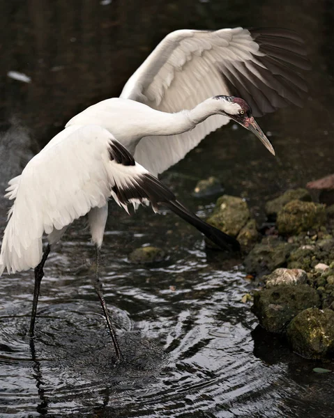 Yosun kayaları ve çevresindeki siyah kontrastlı arka planla suda duran kanatları ile Crane 'in sesini yükseltmek. Kanatları esnet. Nesli tükenmekte olan türler. Nesli tükenmekte olan kuş. Crane 'in stok fotoğrafları.. 
