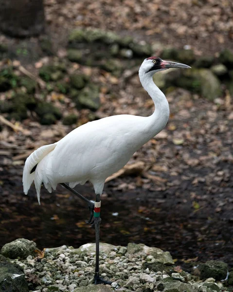 Turna Kuşu Gibi Yakın Profil Görüntüsü Çevresindeki Çevresindeki Suyun Yanında — Stok fotoğraf