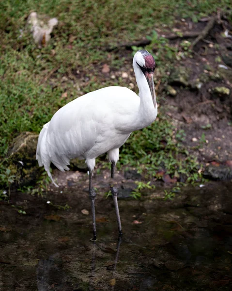 Pássaro Guindaste Whooping Alto Água Exibindo Plumagem Penas Brancas Pernas — Fotografia de Stock