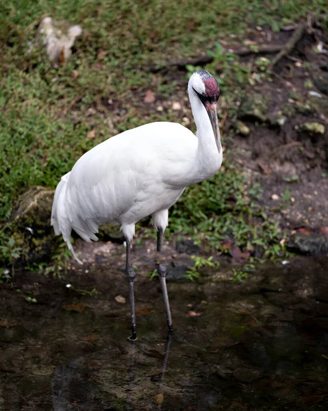 Grue Blanche Oiseau Debout Dans Eau Affichant Plumage Plumes Blanches — Photo