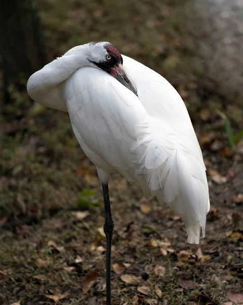 Whopping Crane Bird Vue Profil Rapprochée Montrant Couronne Rouge Sur — Photo