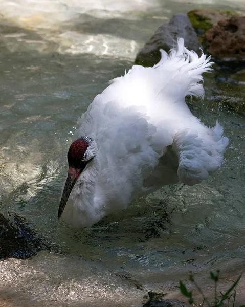 Schwebende Kranichvögel Aus Nächster Nähe Beim Baden Wasser Mit Ausgebreiteten — Stockfoto