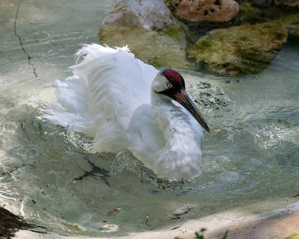 Whooping crane bird close-up profile view taking a bath in the water with spread wings displaying its white fluffy wings, red crown, beak  in its  environment and surrounding. Endangered species. Endangered bird.