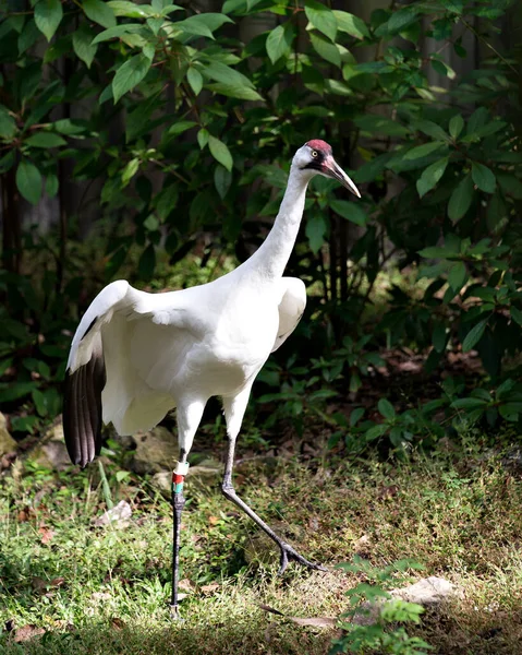 Whooping Crane Bird Close Profile View Standing Tall Stretching Wings — Fotografia de Stock