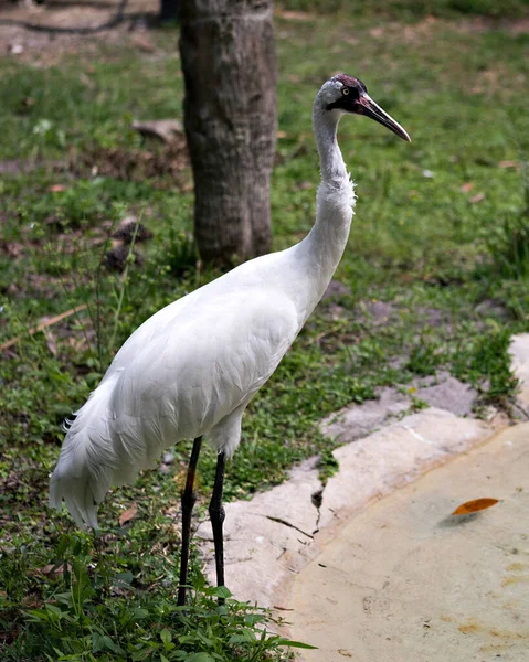 Whooping crane bird close-up profile view standing tall by the water with foliage background in its surrounding and environment. Endangered species.
