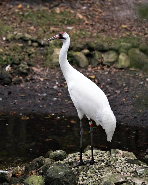 Whopping Crane Vista Perfil Close Pássaro Exibindo Penas Brancas Coroa — Fotografia de Stock