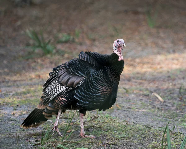 Wild turkey close-up profile view in its environment and surrounding exposing its body,  fan out tail feathers, head, beak, legs ,tail, plumage with a foliage background.