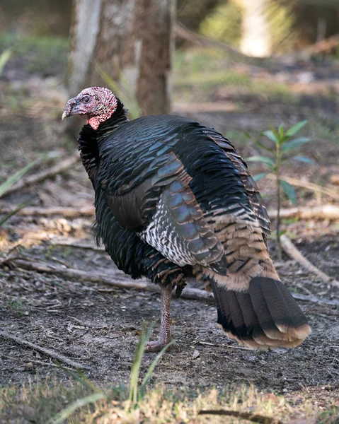 Yaban Hindisi Yakından Profil Görüntüsü Tarlada Tüyleri Gövdesi Başı Gagası — Stok fotoğraf