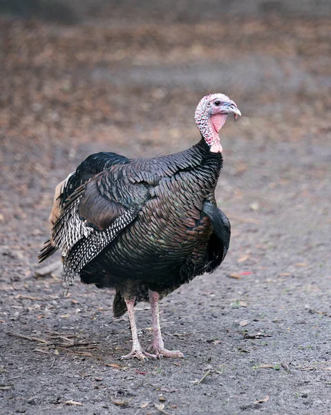 Wild turkey bird close-up profile view with background displaying its nice plumage, red, green, copper, bronze and gold feathers, colored feathers,  featherless blue head, fan-shaped tail,  wattles on the throat, legs, eye in its environment and surr